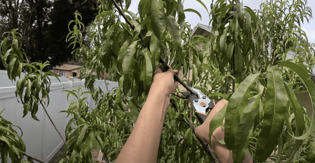 Fruit tree pruning